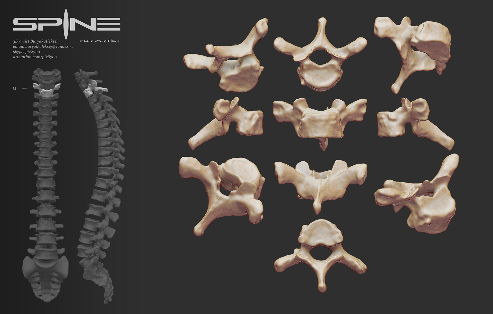 Anatomy Of Spine For Artists And Sculptors Polycount