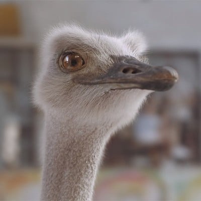 Gael kerchenbaum ag insurance tvc ostrich on x google chrome