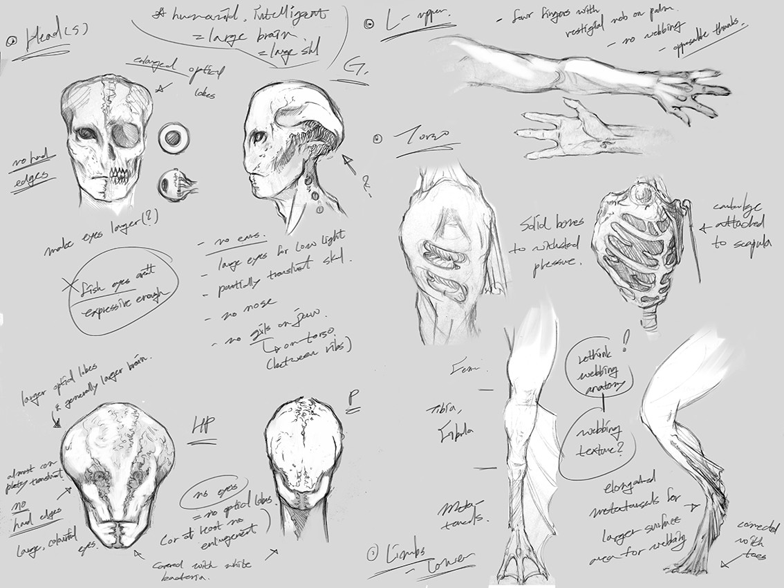 Sketch: Anatomy
