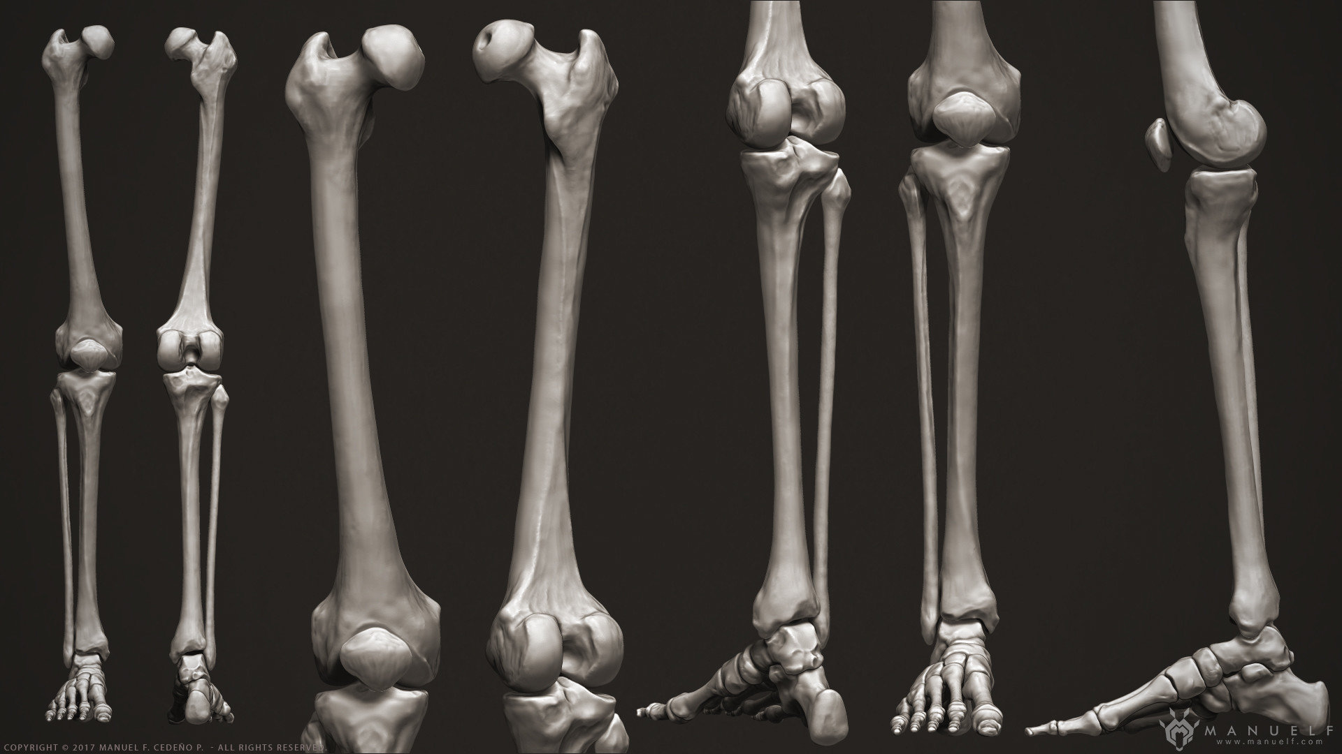 1 скелет голени. Кости ноги. Скелет ноги. Скелет ноги человека. Кости человеческой ноги.
