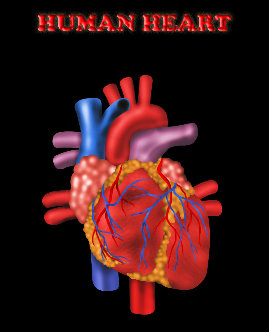 Artstation Human Heart Digital Painting Mohit Sharma
