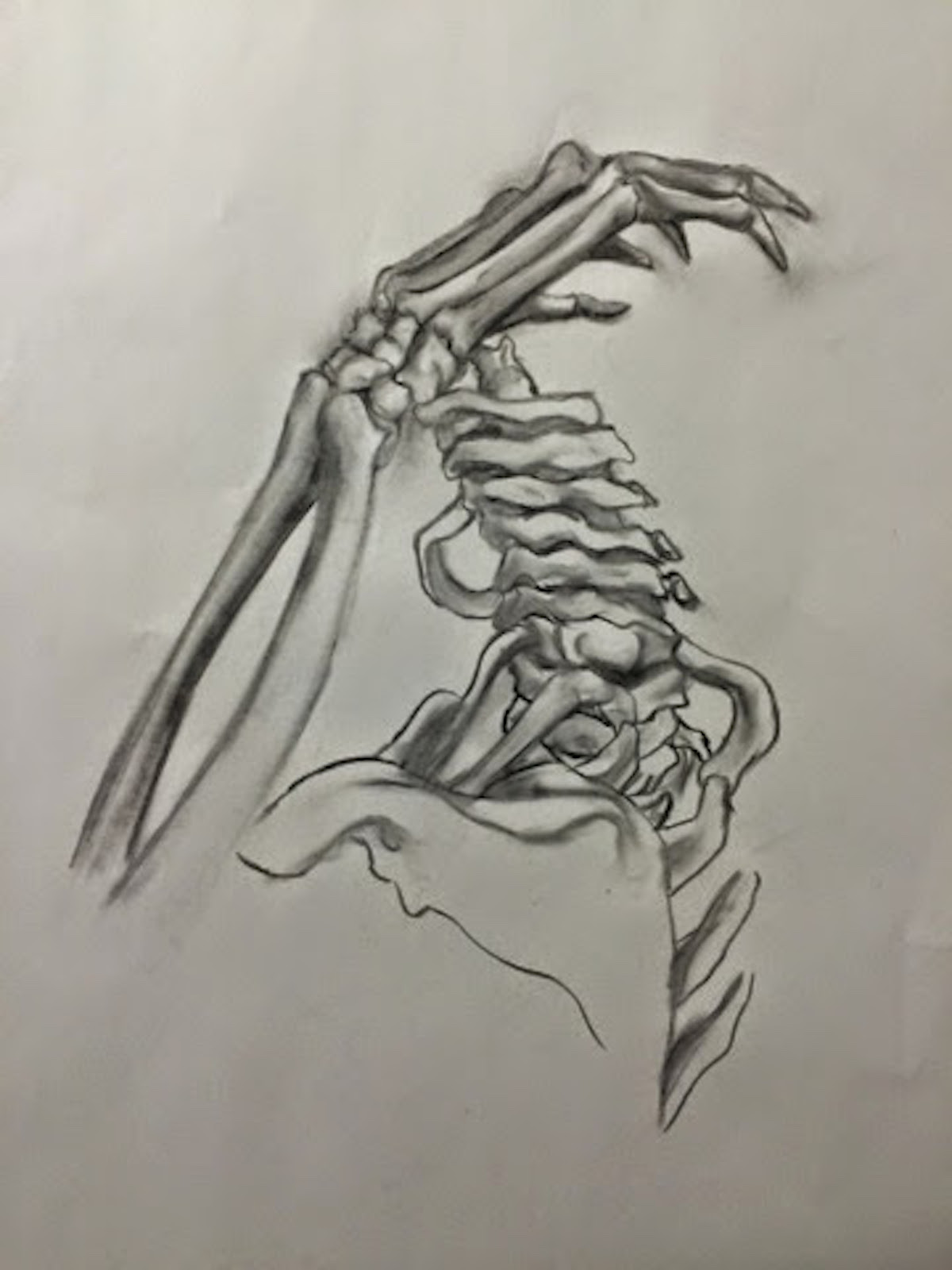 Кости скелета эскиз