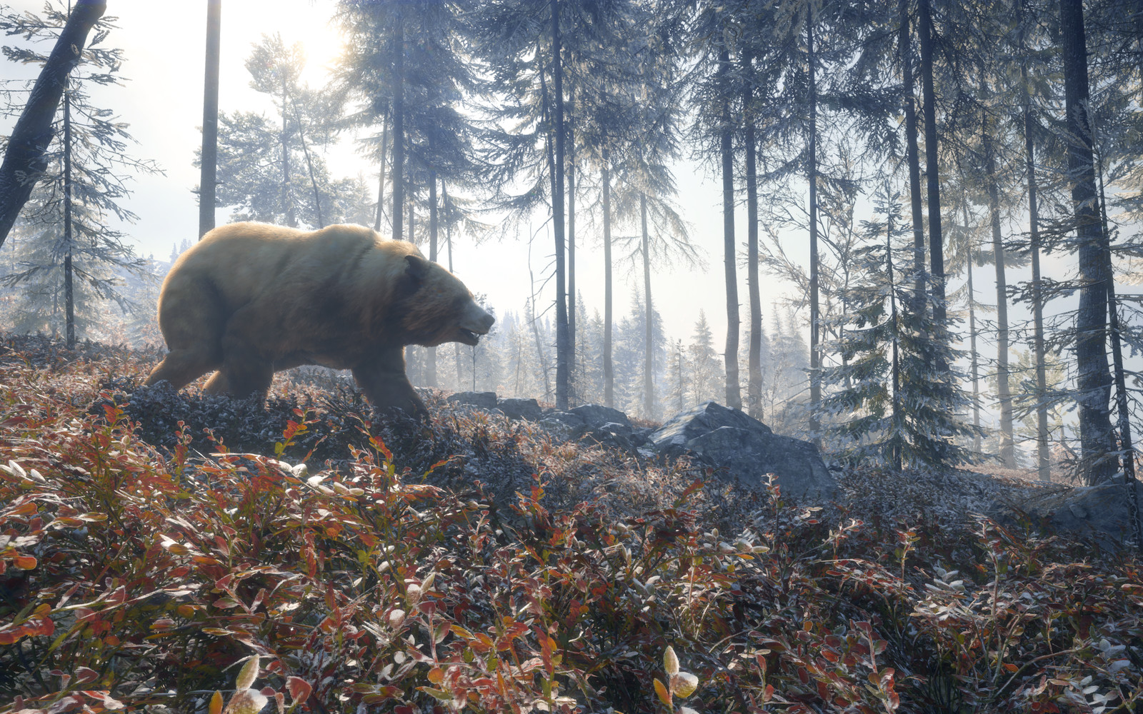 Eurasian Brown Bear 02