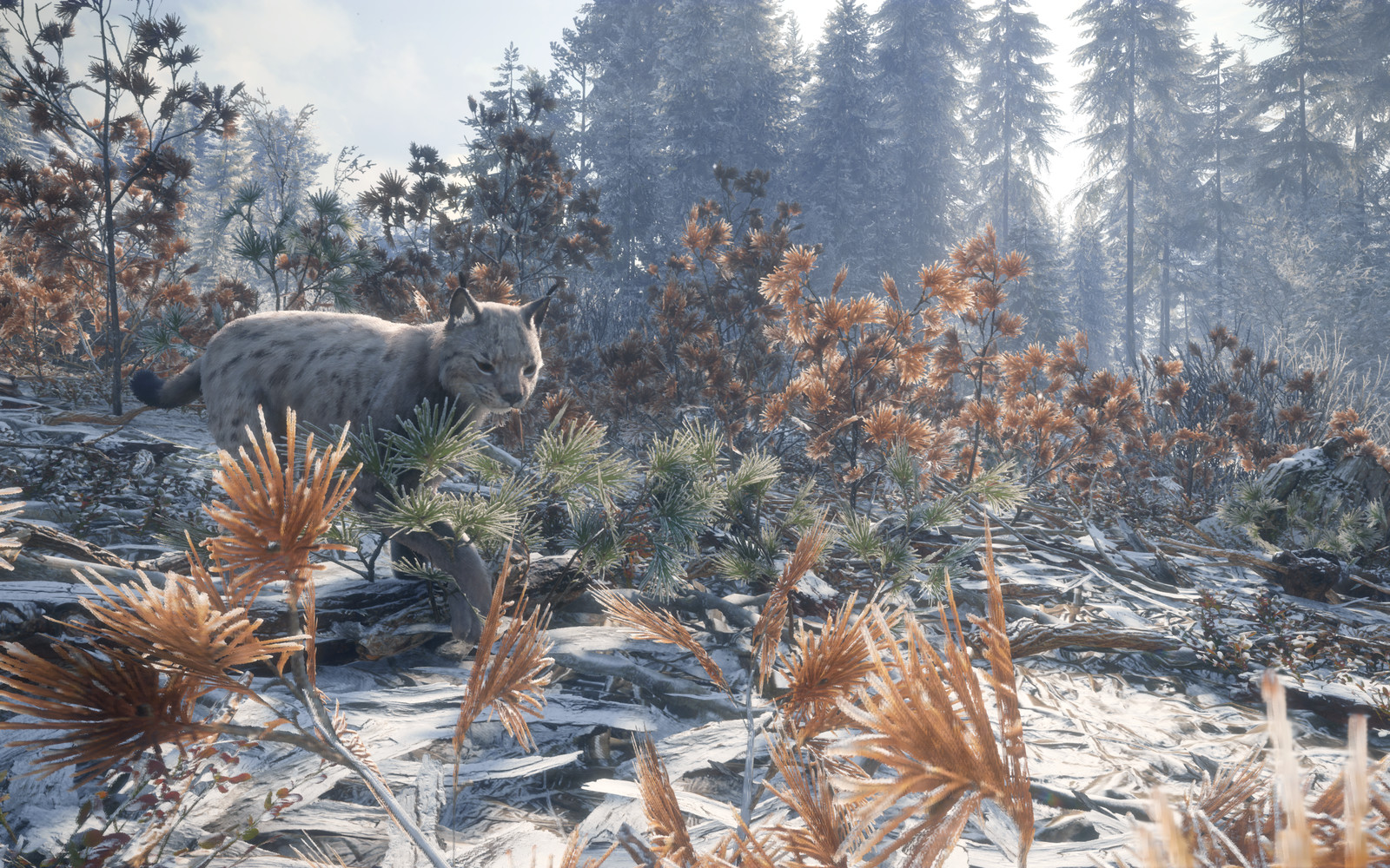 Eurasian Lynx 01