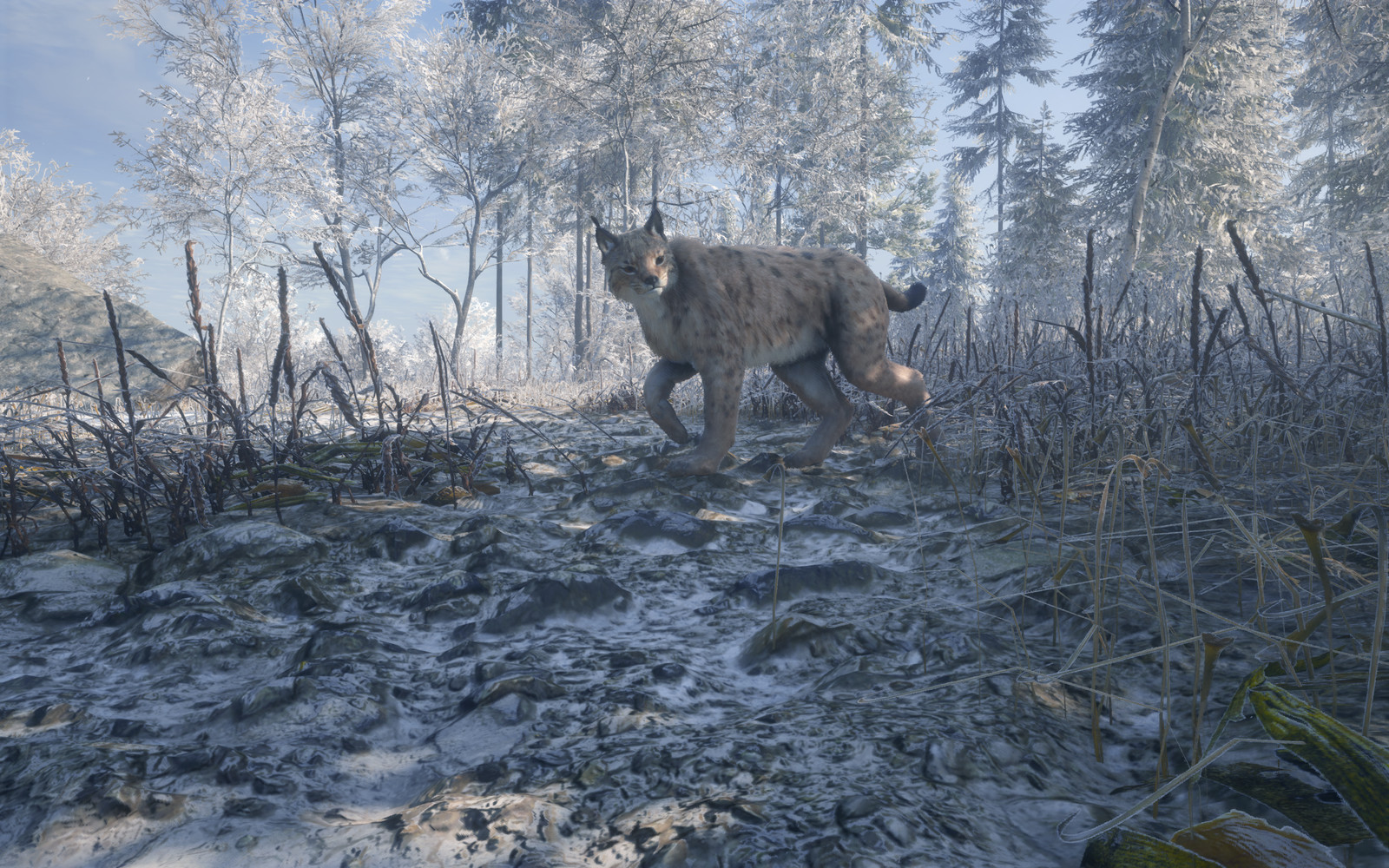 Eurasian Lynx 02
