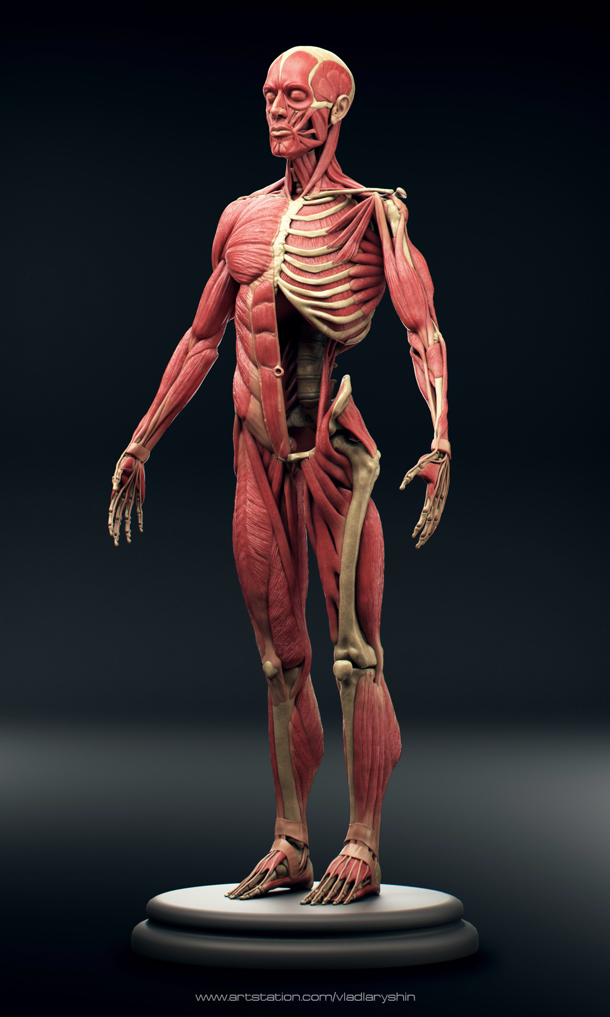 ecorche models