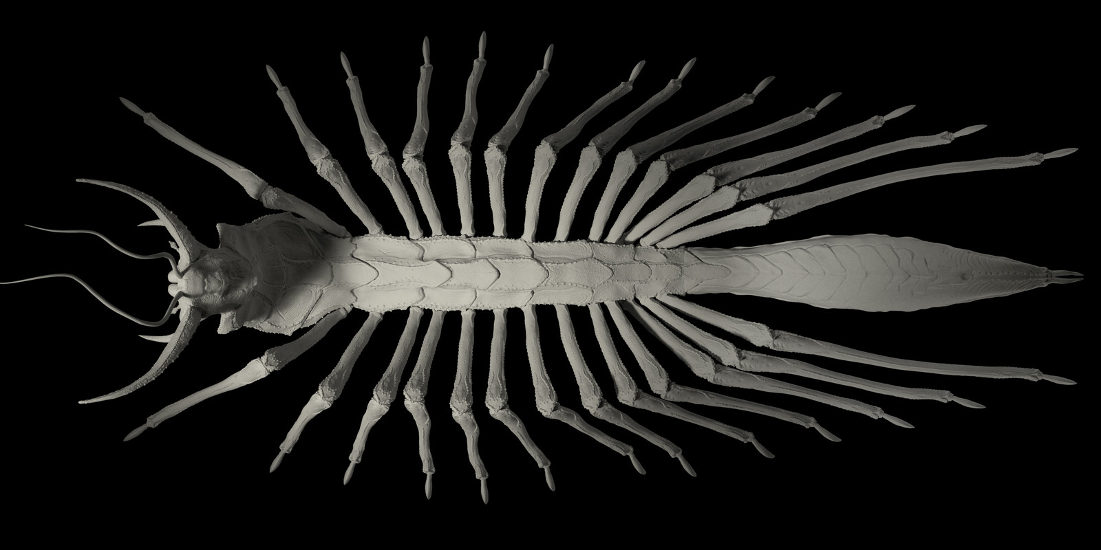 centipede displacement renders