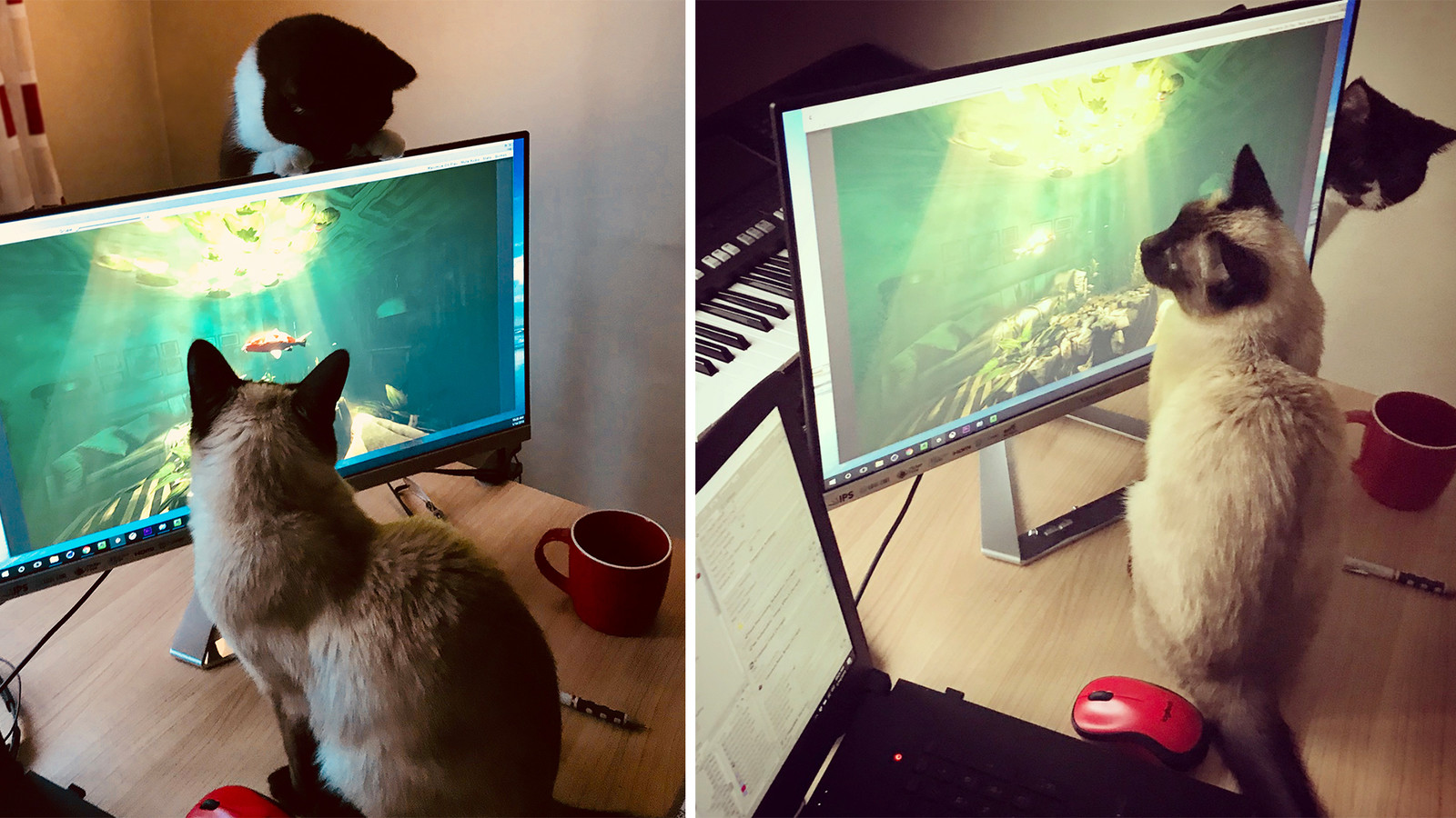 Fish animation quality control team!