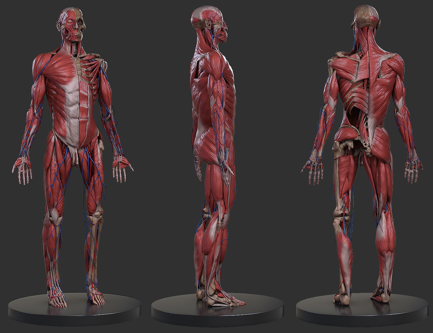 Muhammad Aiman Zubir Male Anatomy Study Anatomy drawing images and stock photos avopix com. muhammad aiman zubir male anatomy study