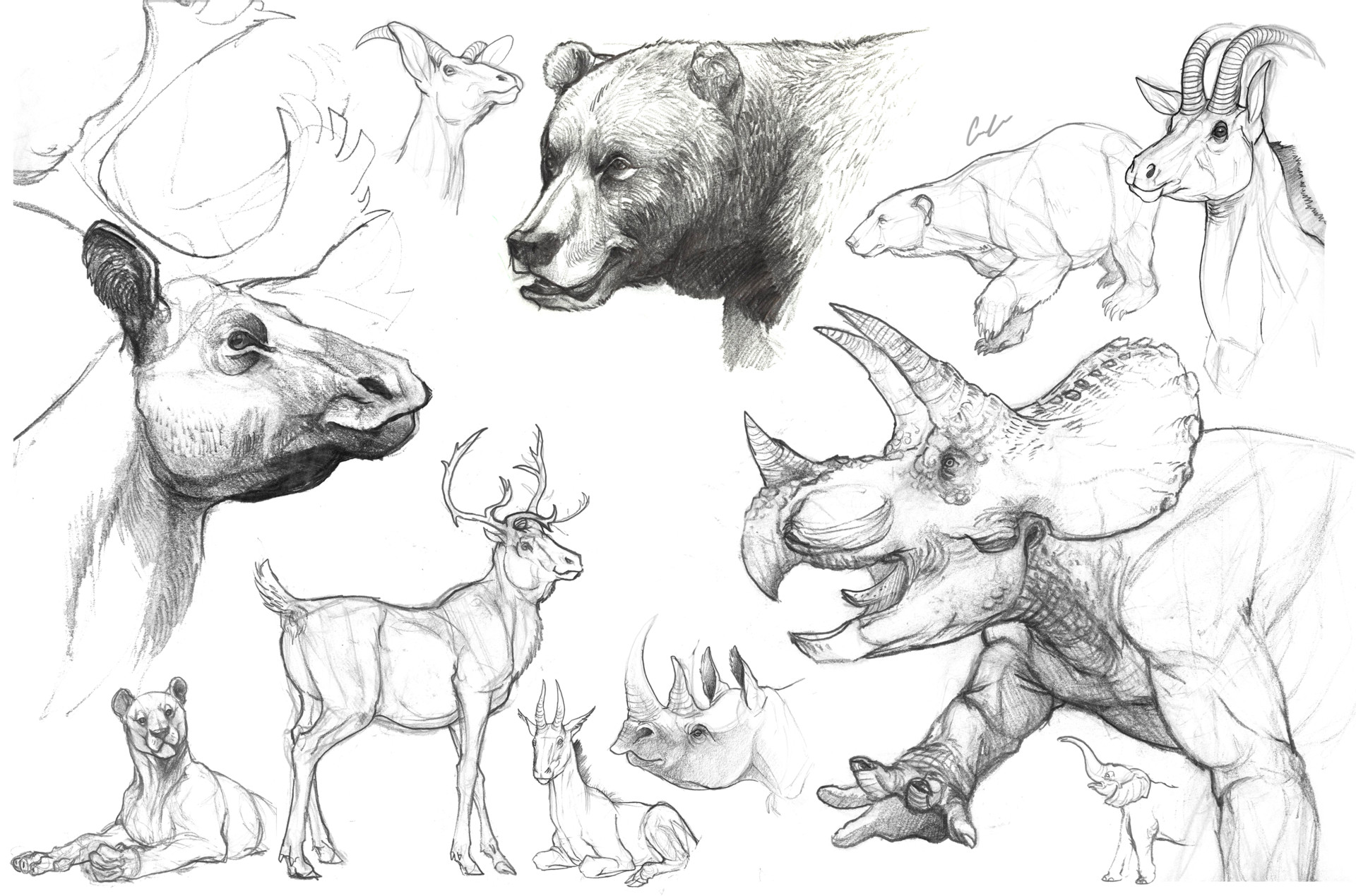 Natural History Illustration Course  Review