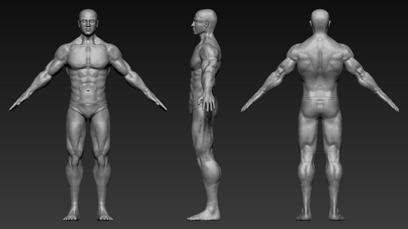 Muscular Male Sculpt.
