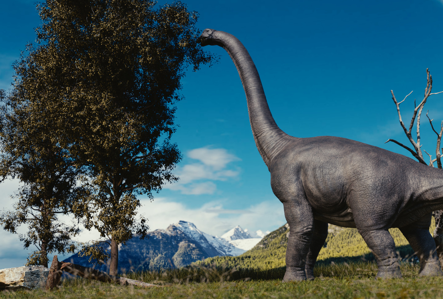 Brachiosaurus.