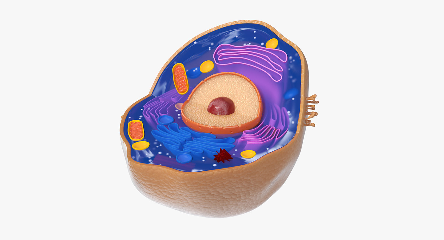 animal cell 3d