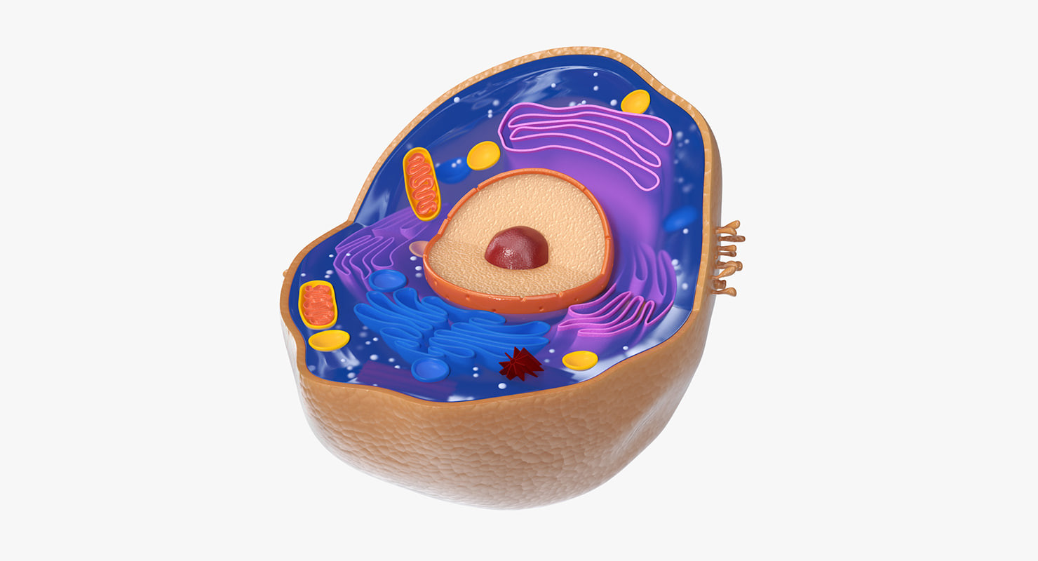 ArtStation - Animal Cell 3D model