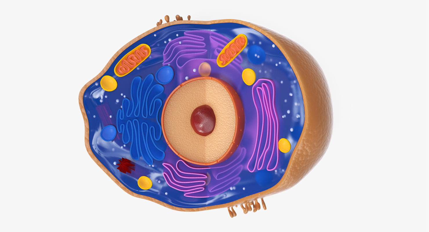 Andrey Simonenko - Animal Cell 3D model