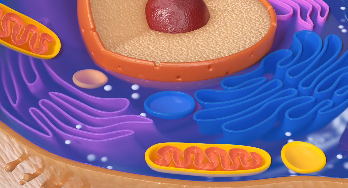 Artstation Animal Cell 3d Model Andrey Simonenko
