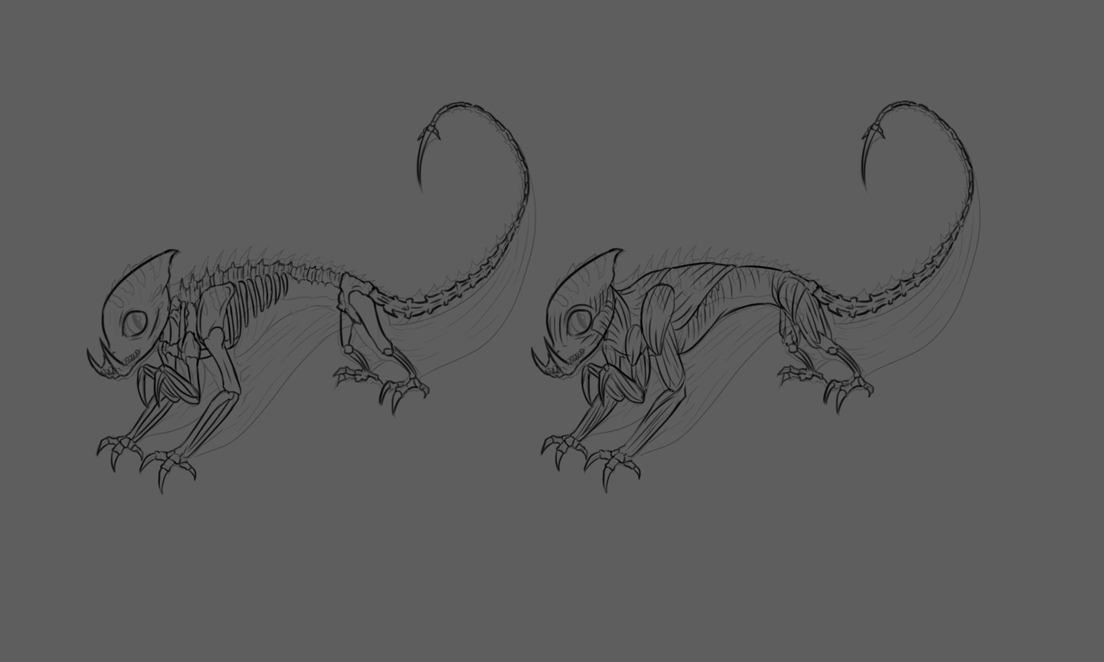 Anatomy lineart