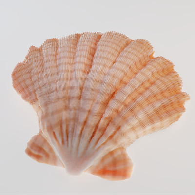 Jonas dichelle shell