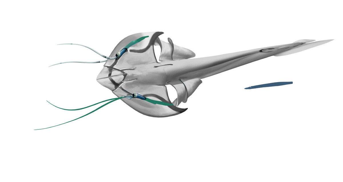 More stingray-like concept, with broad head shield and sensory antennae