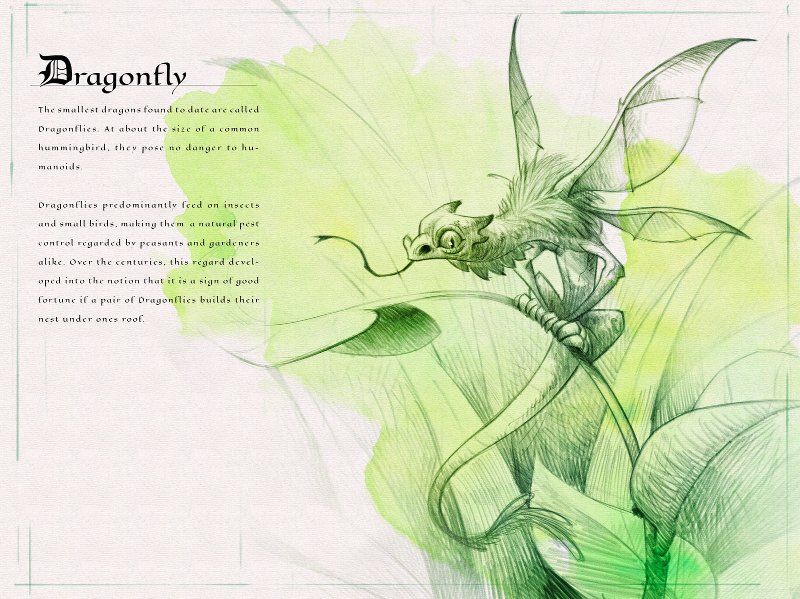 Page one of the  Dragon Compendium showing and describing the Dragonfly
