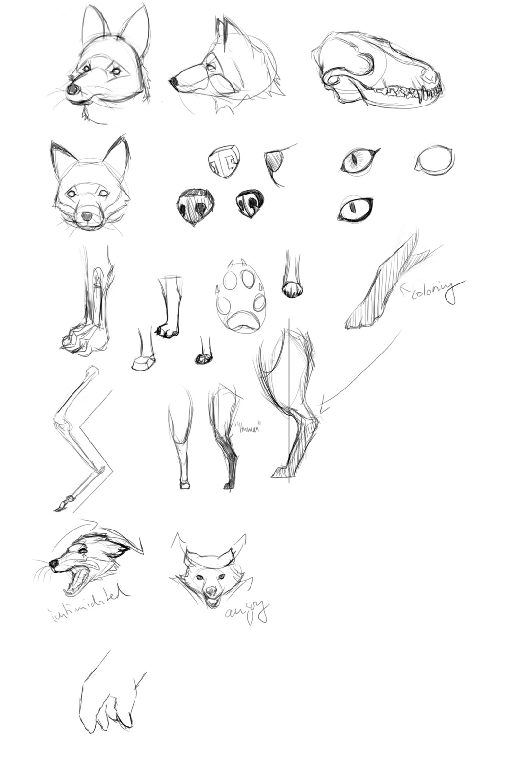One of the cleaner examples of me tackling fox anatomy. 