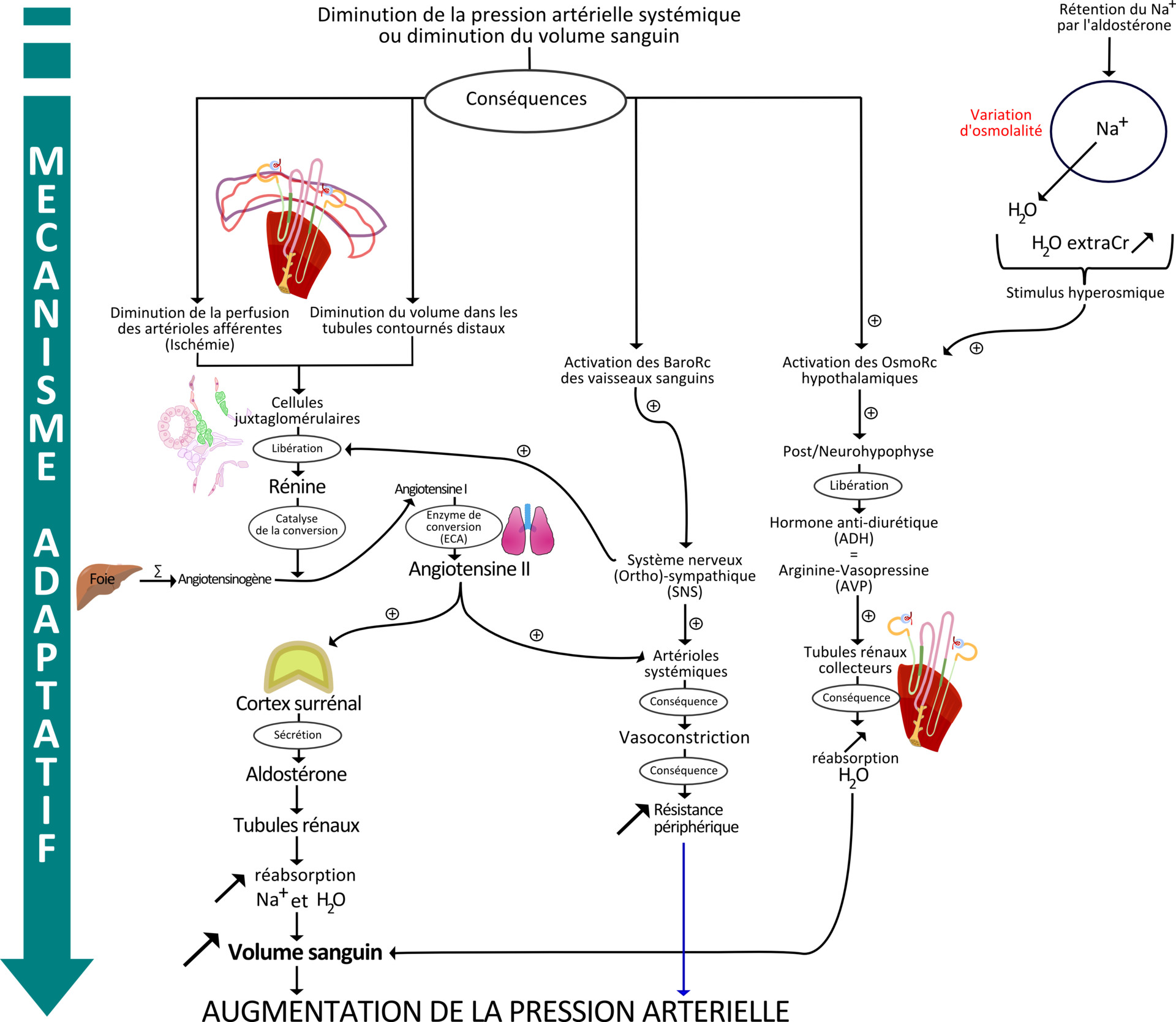 Grinny Manyform Physiologie Renale Schemas