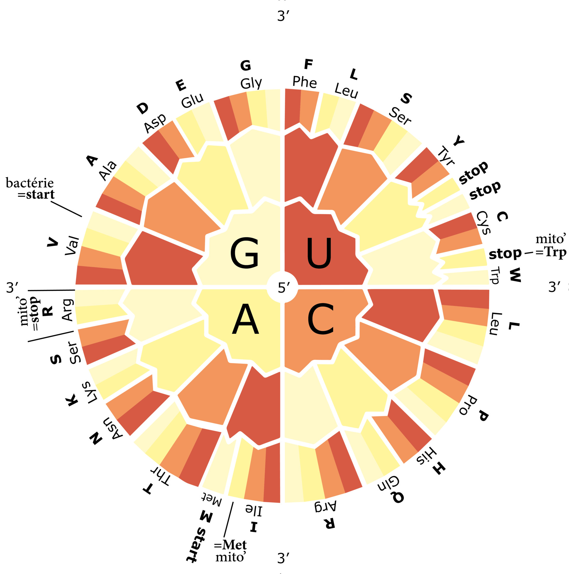 Grinny Manyform - Code genetique des acides amines