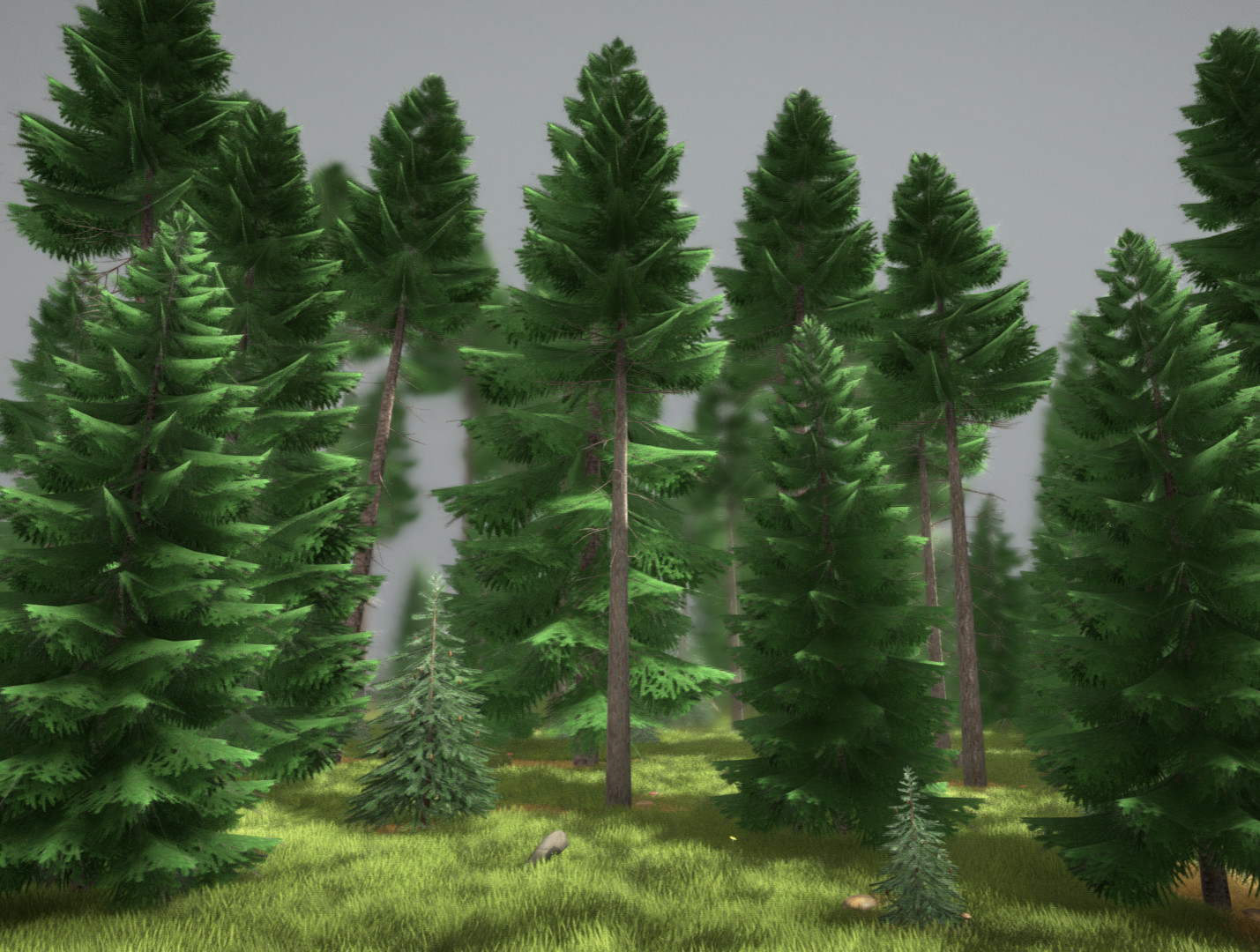Spruce Forest