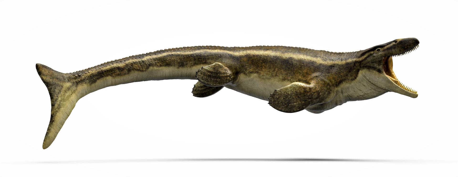 prehistoric world mosasaurus