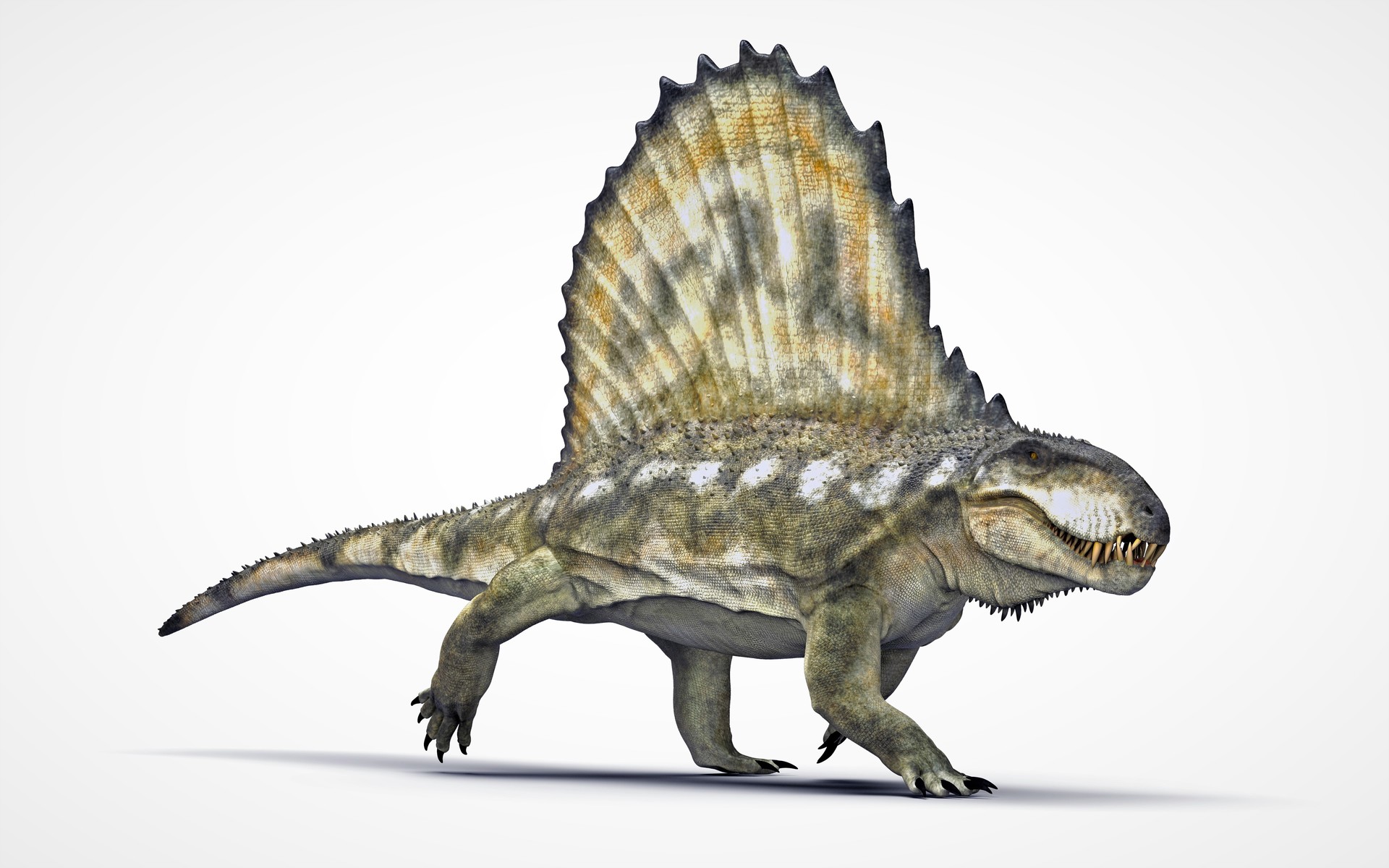 dimetrodon dinosaur
