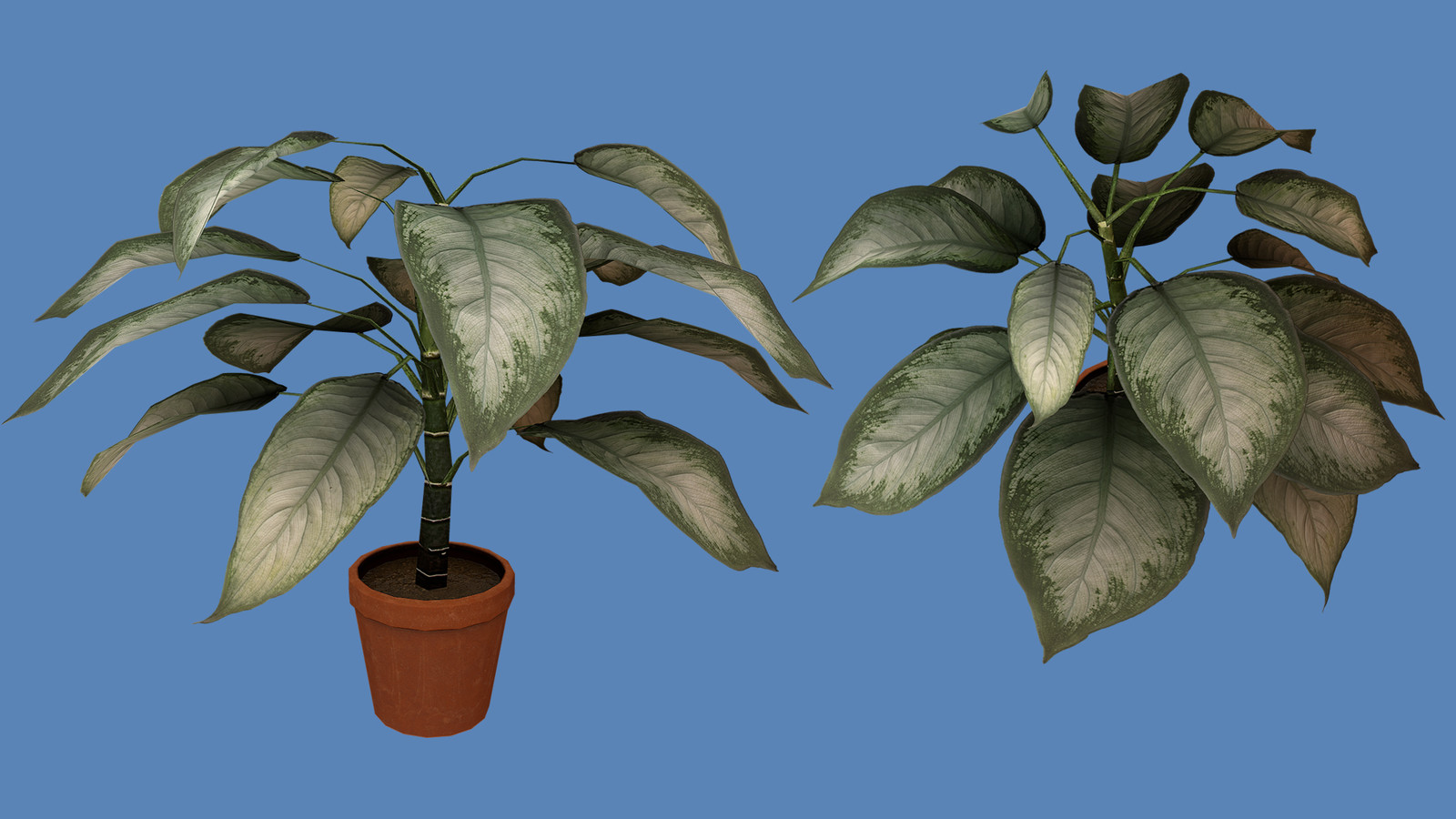Dumb Cane Plant - 768 Tris