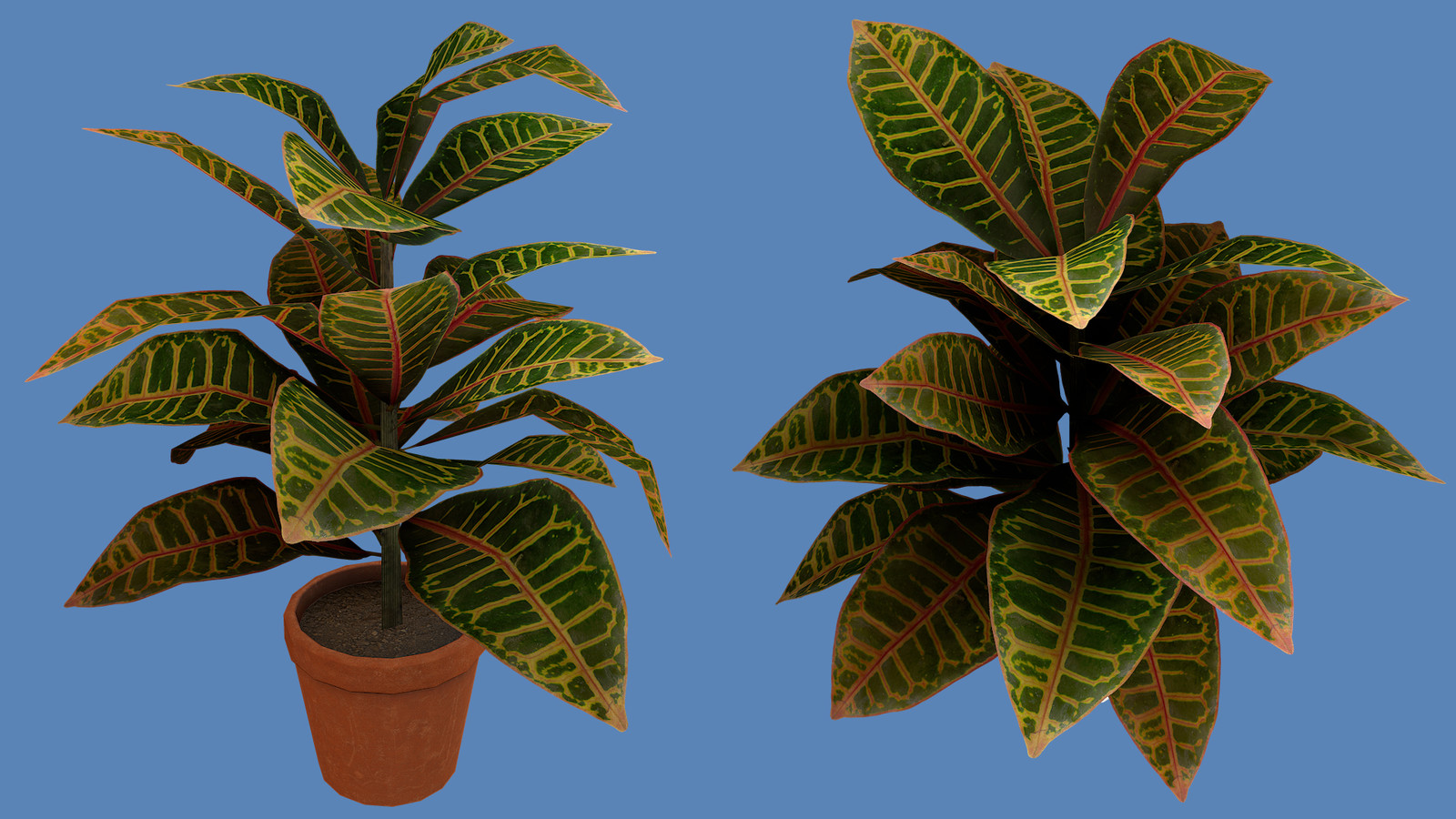 Croton Plant - 520 Tris