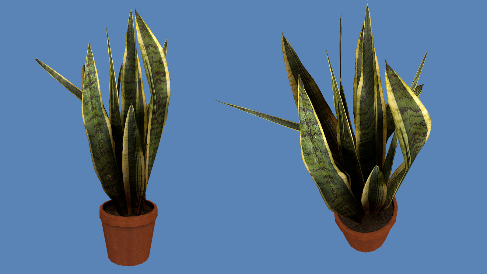 Snake Plant - 341 Tris