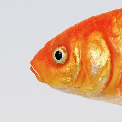 Thure koch goldfish 000