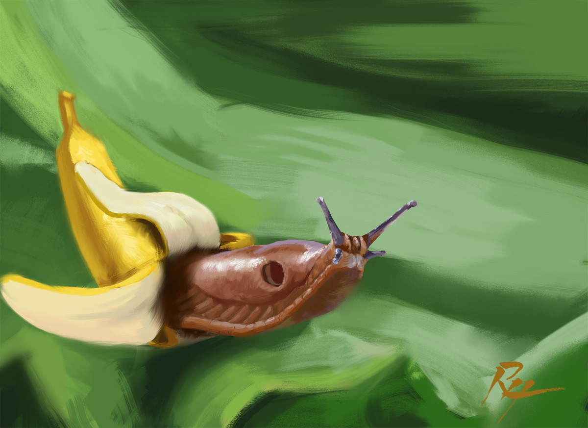 Banana Slug Drawing