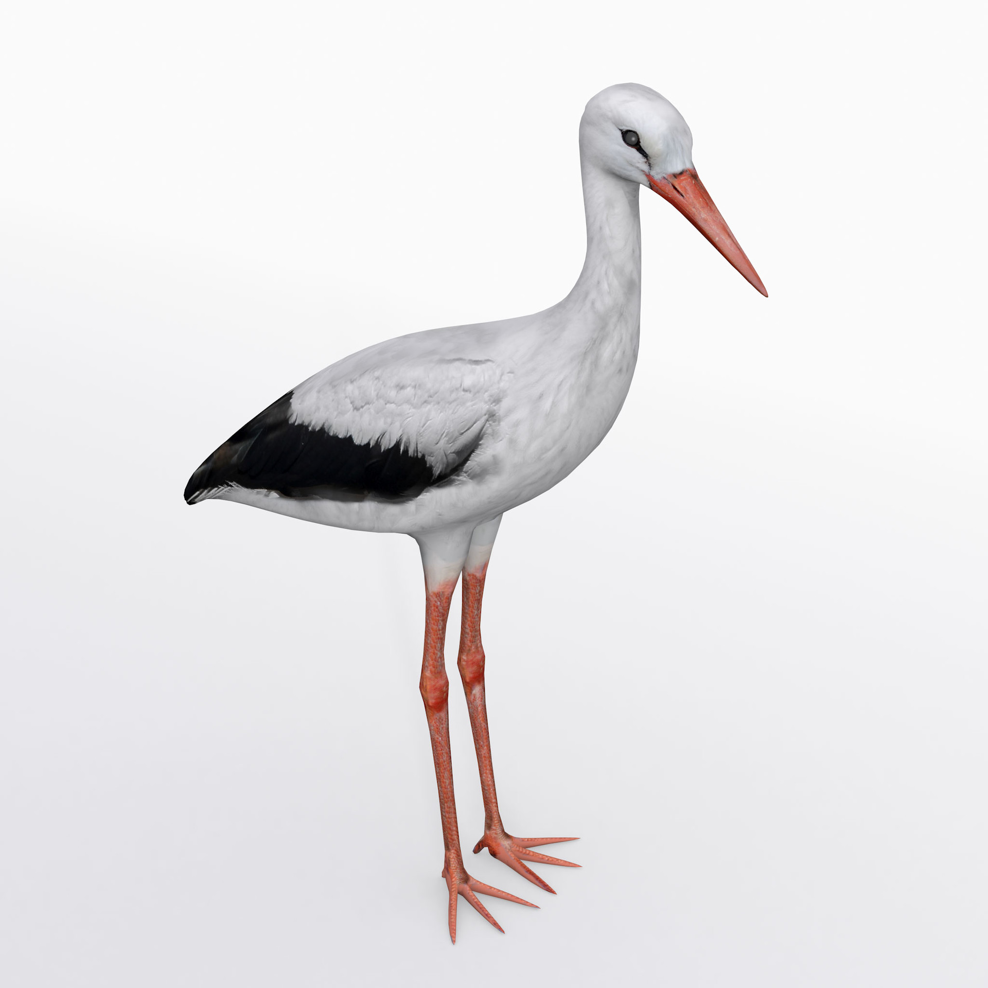 Gokhan Ergin Eryildir Stork Free 3d Model Gokhan Ergin Eryildir Stork Free 3d Model