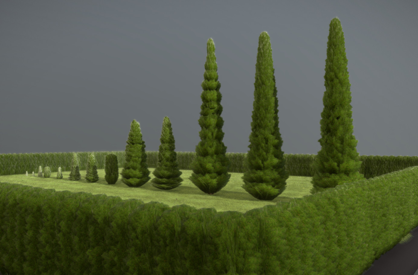 Some cypresses in different sizes.