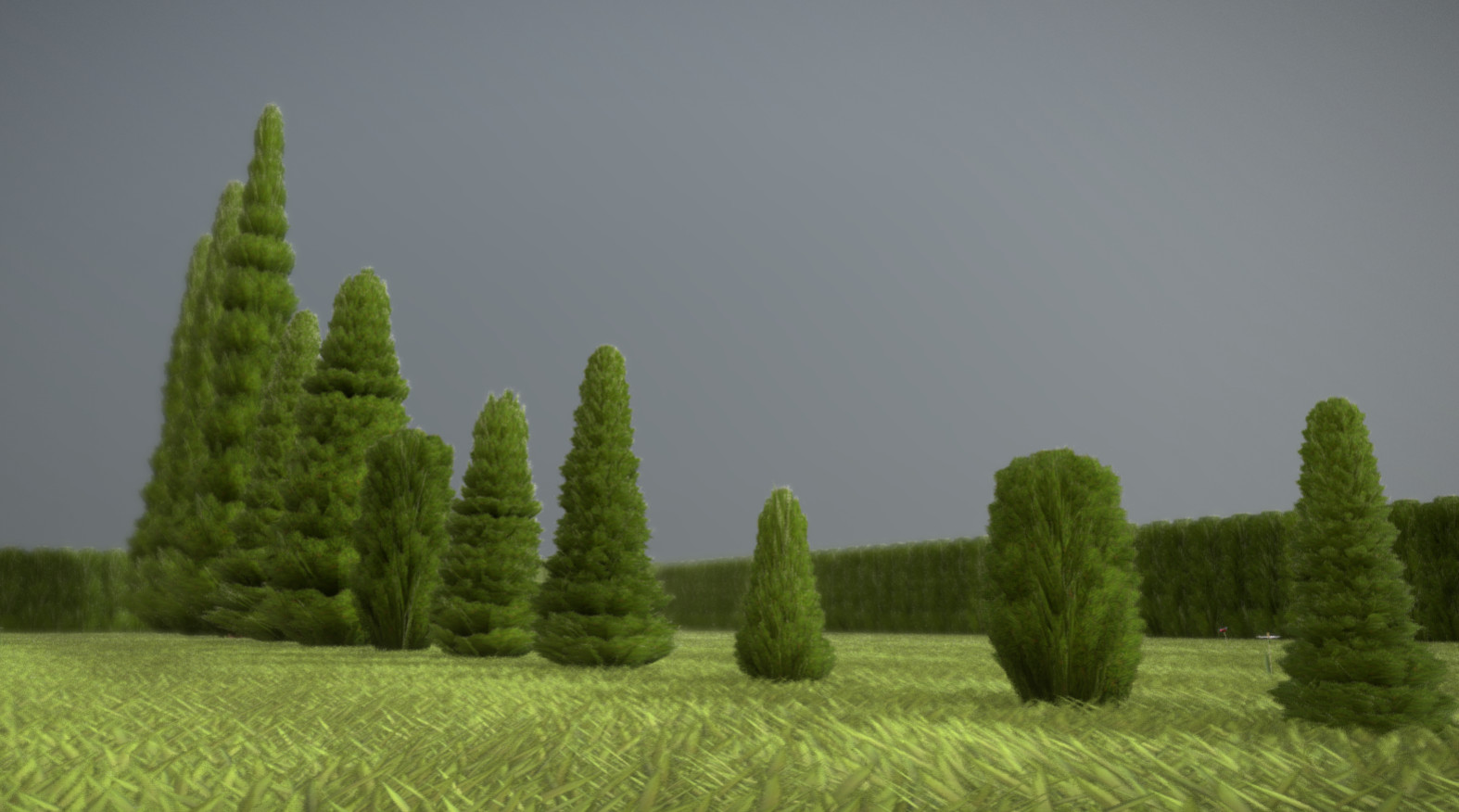 Some cypresses in different sizes.