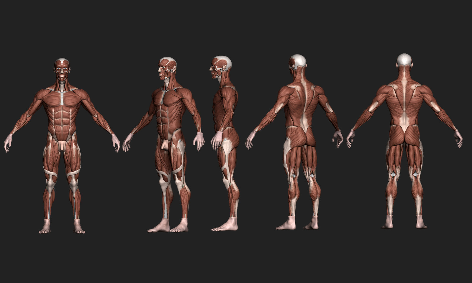 ecorche anatomy model