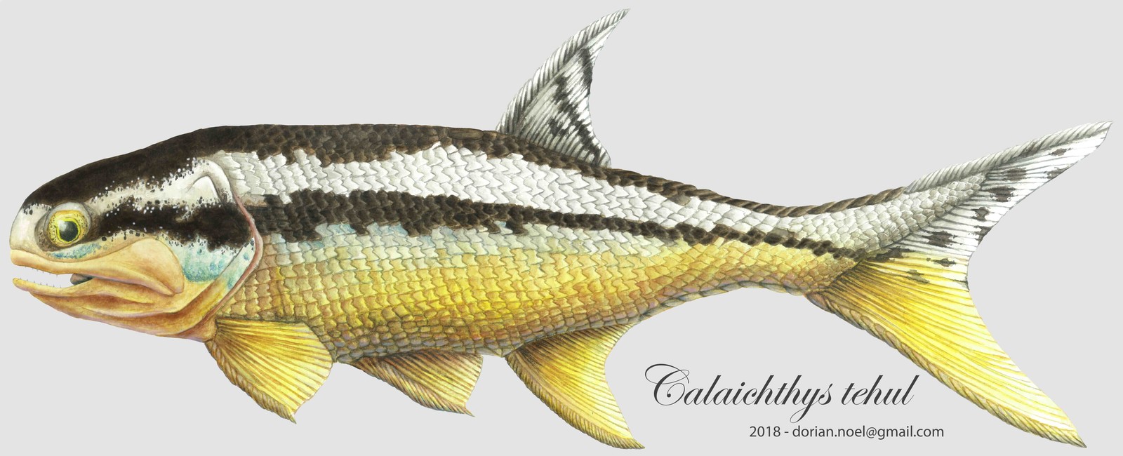 Reconstitution of a prehistoric fish - Calaichthys tehul