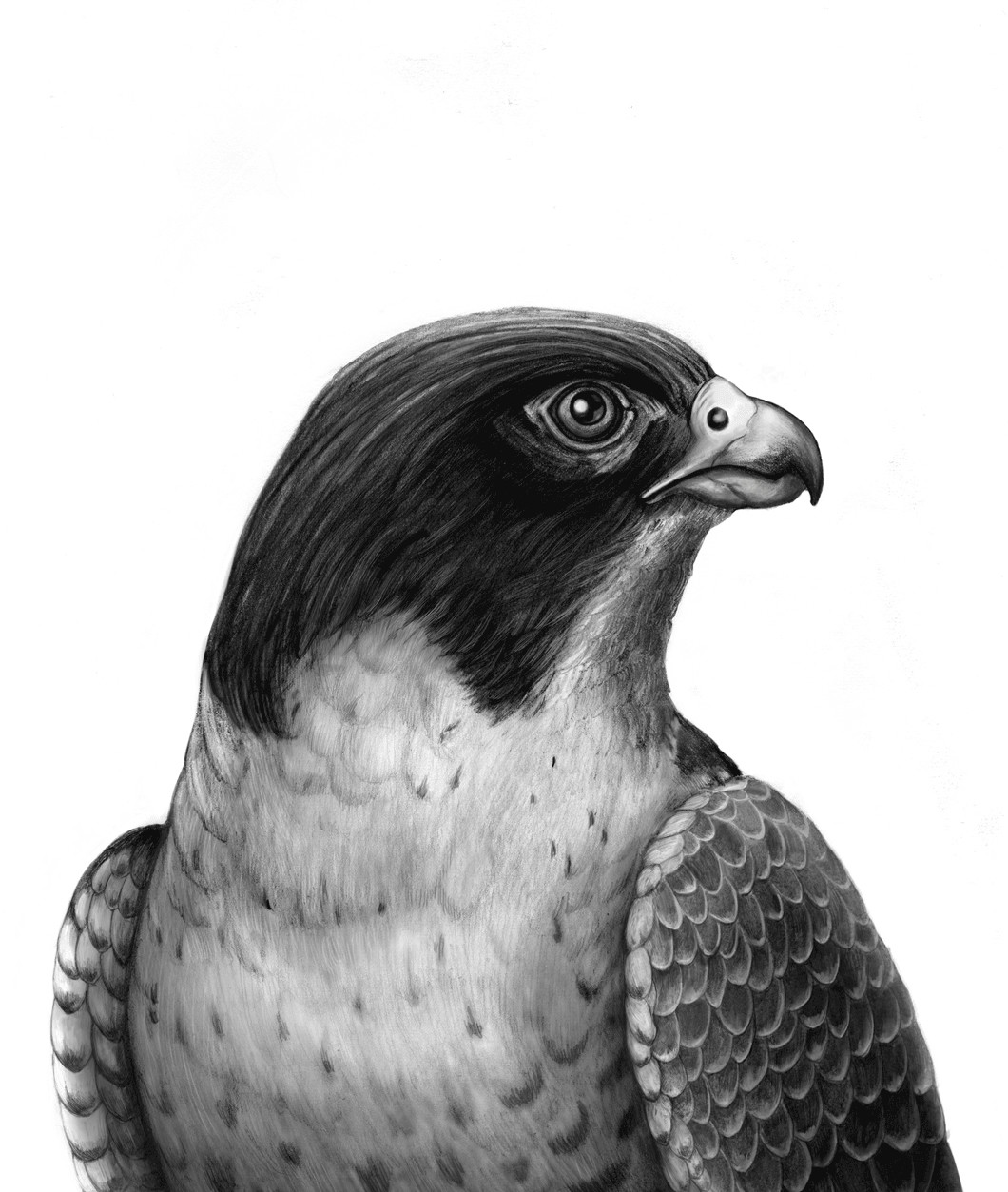 Falcon