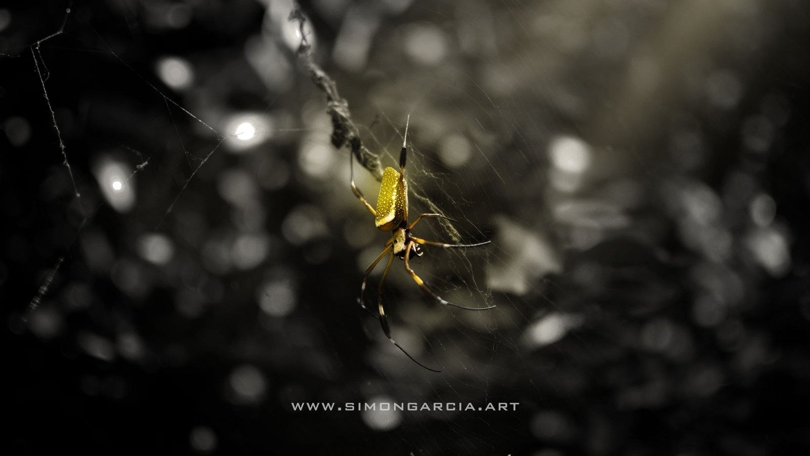 Surreal Spider.