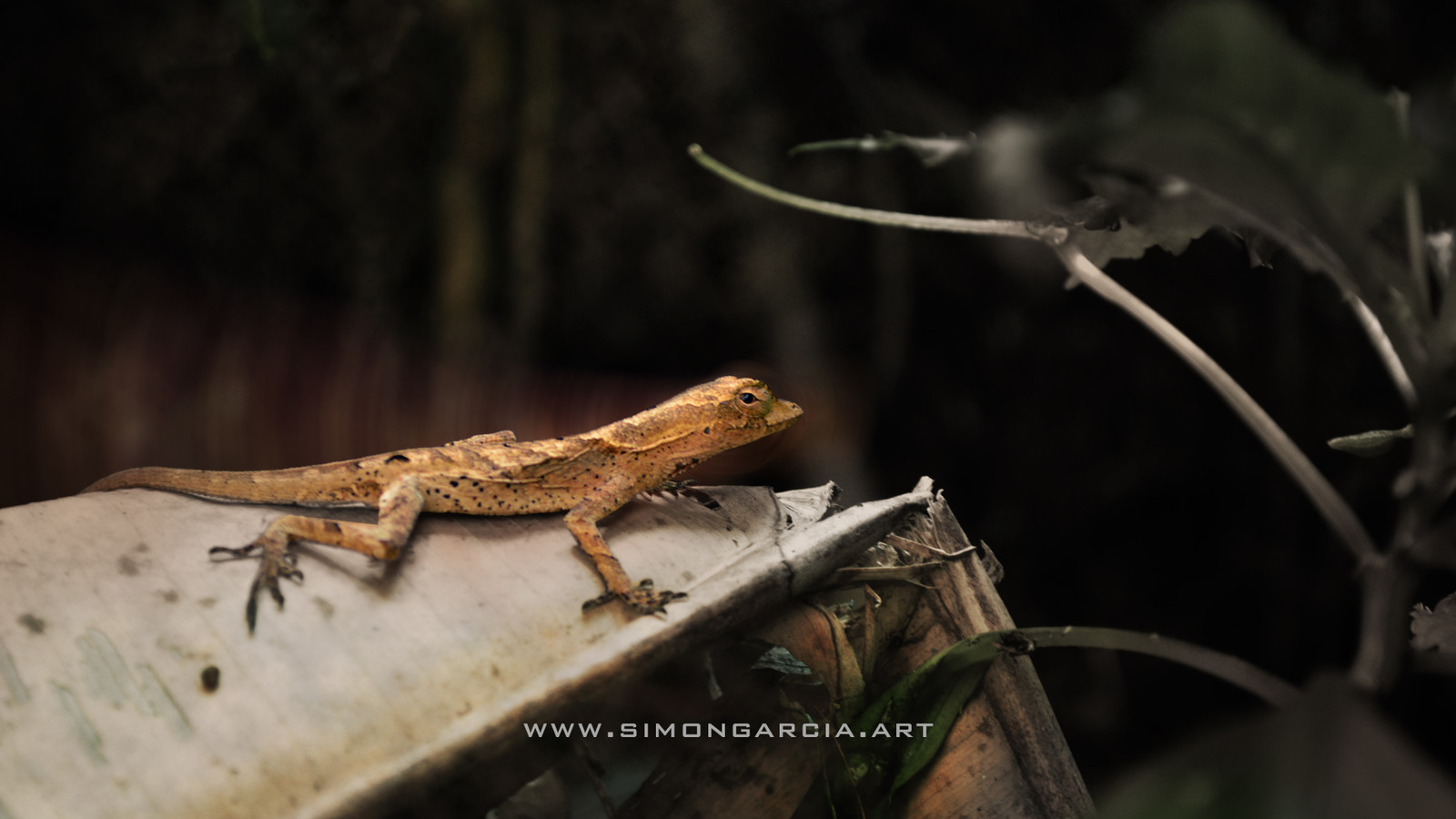 Lizard in forest.