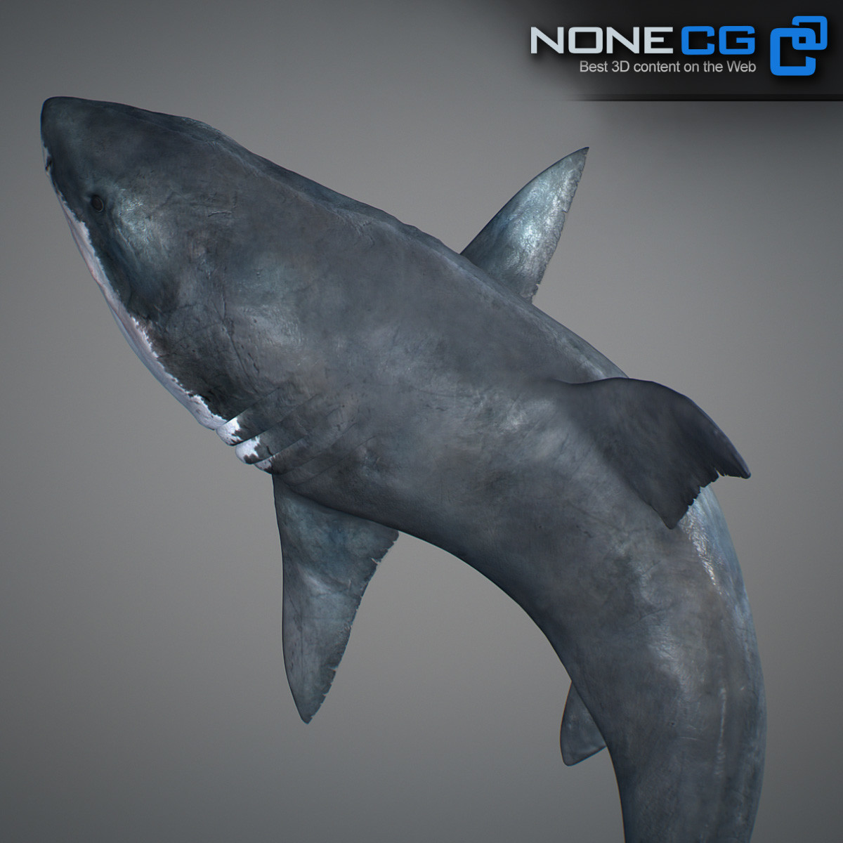 3D Great White Shark by NoneCG