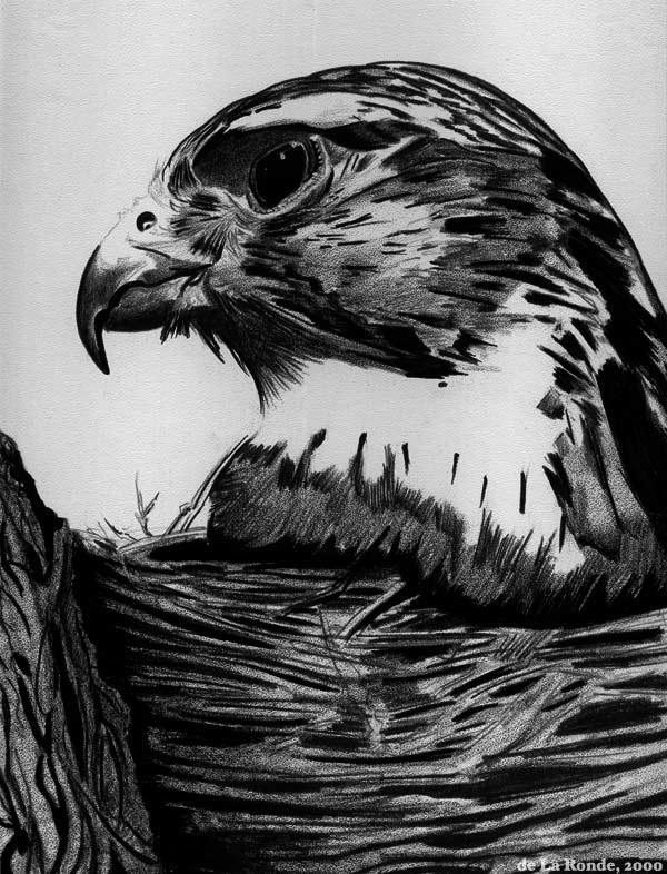 Personal Artwork
Coquille Paper
Black pen,
Black Prismacolor pencil