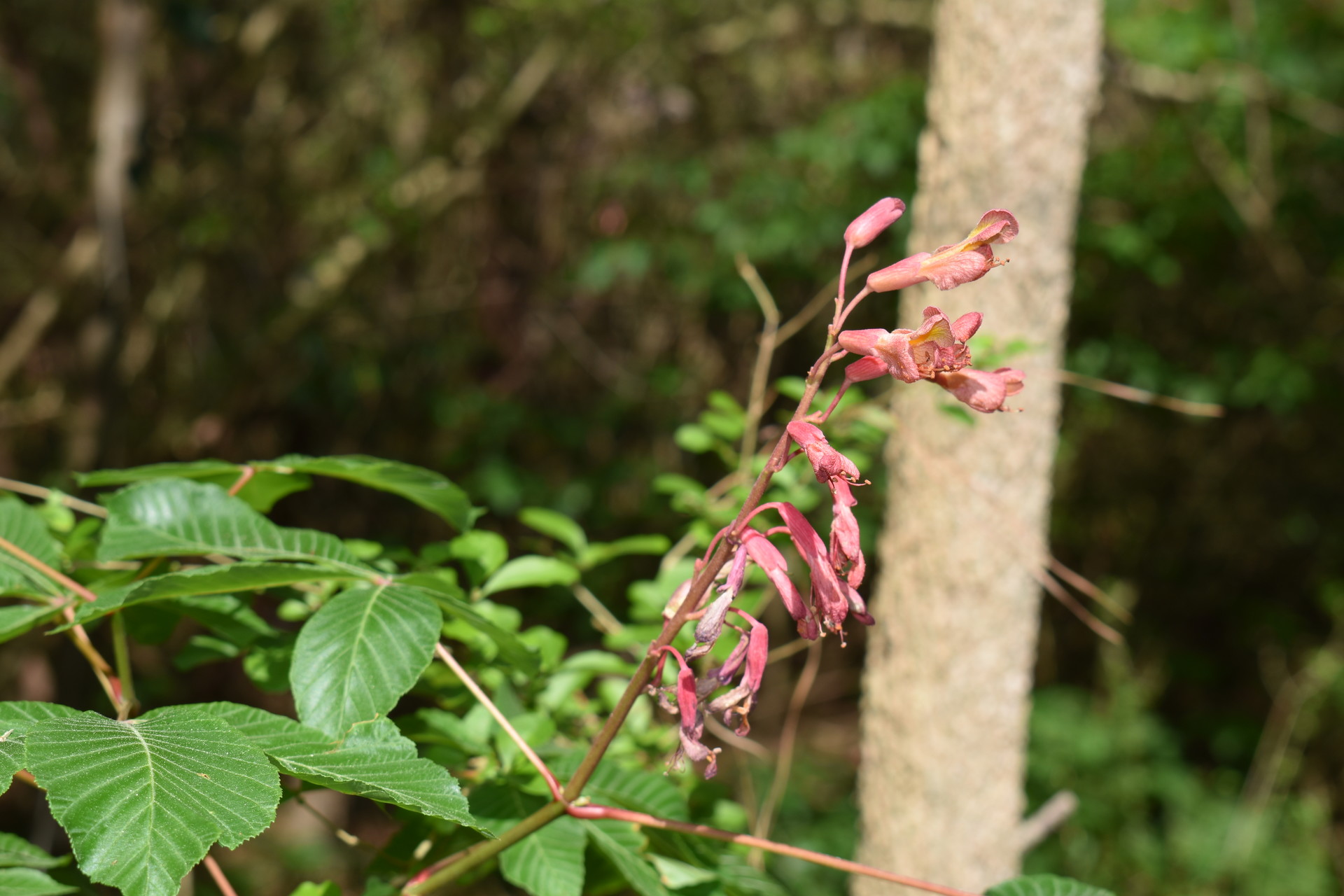 Clay Hackney North Carolina Nature