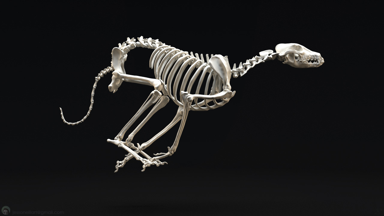 Greyhound skeleton shop