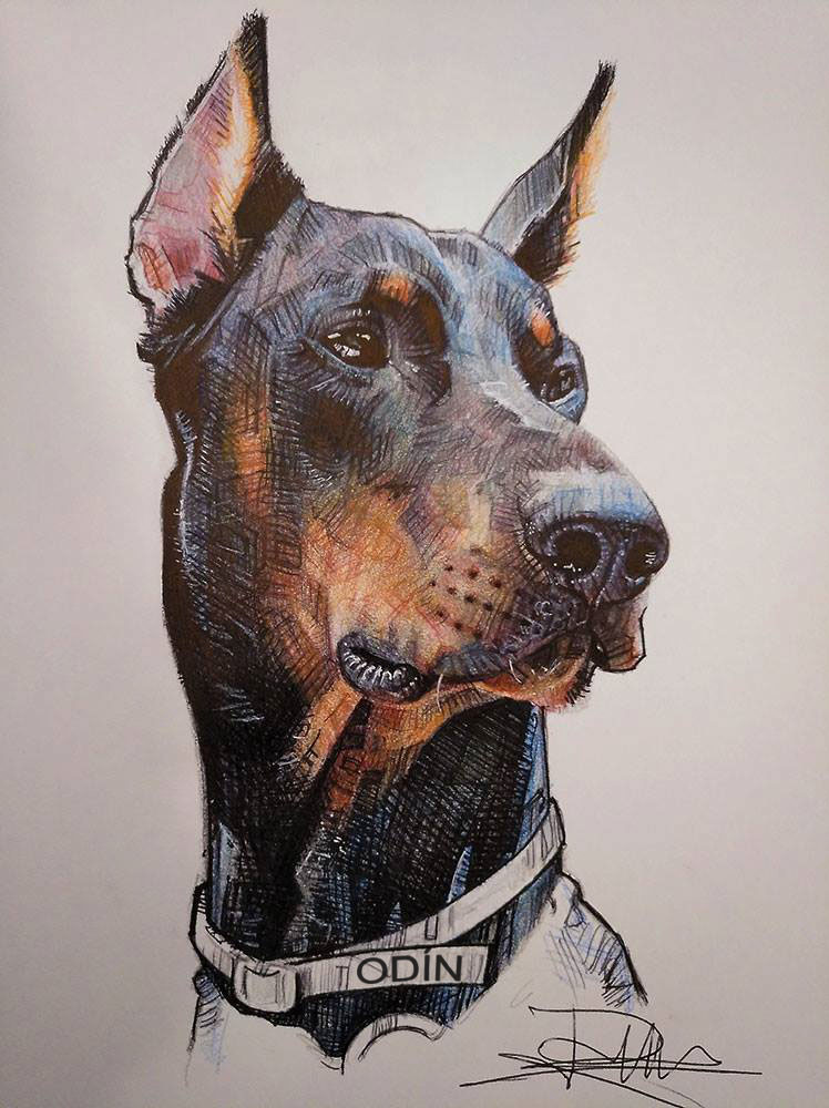 "Odín" commission workmbased in the doberman "pet" of a client .