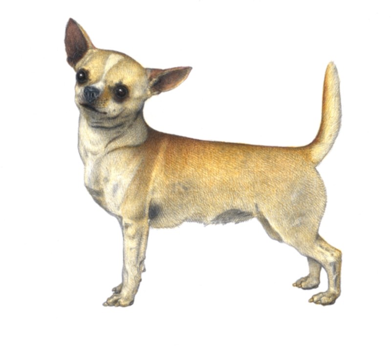 порода собак чихуа чихуа. мексиканский чихуахуа гладкошерстный. чихуахуа по месяцам. чихуа рост. маленькие породы собак чихуахуа.