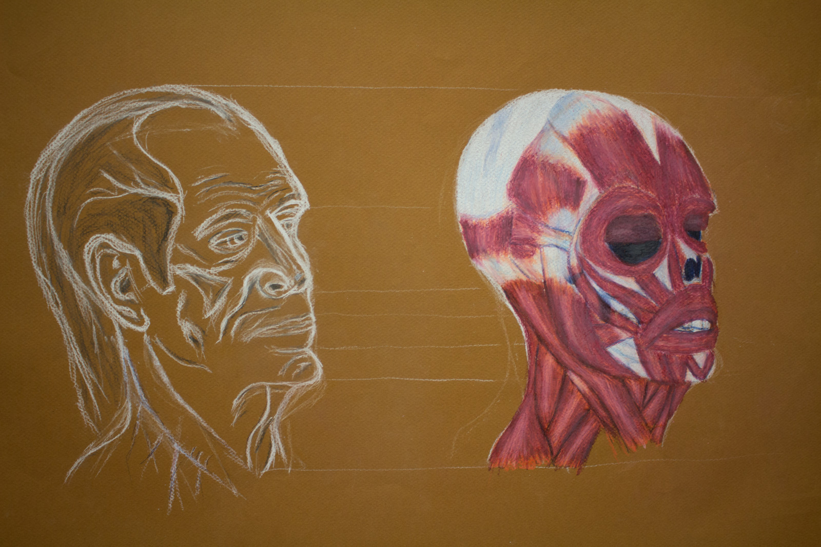 Head Anatomy Study
Colored Pencil on brown paper